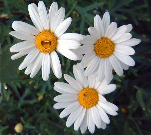 daisies