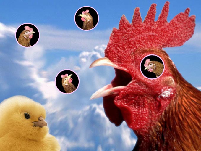 chickenshop