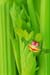 celery3