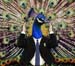 DukePeacock