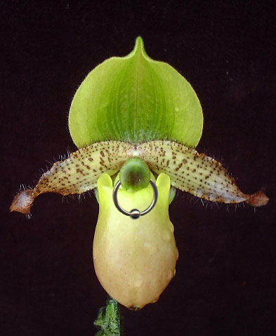 Orchid