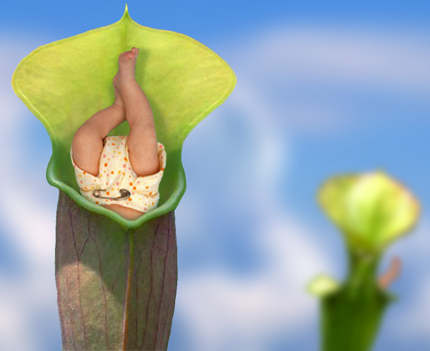 PitcherPlant.jpg