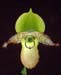 Orchid