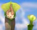 PitcherPlant