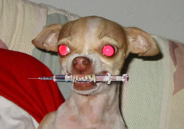 needledog