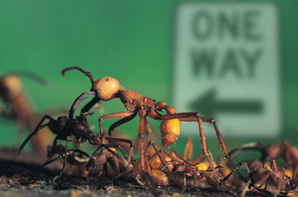 Ants