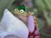 volleyfrog