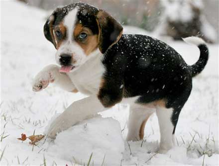 dog at winter wallpaper; Basset hound puppy 